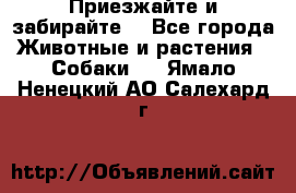 Приезжайте и забирайте. - Все города Животные и растения » Собаки   . Ямало-Ненецкий АО,Салехард г.